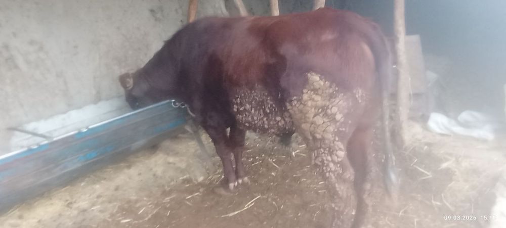 Букка сотилади бокилган