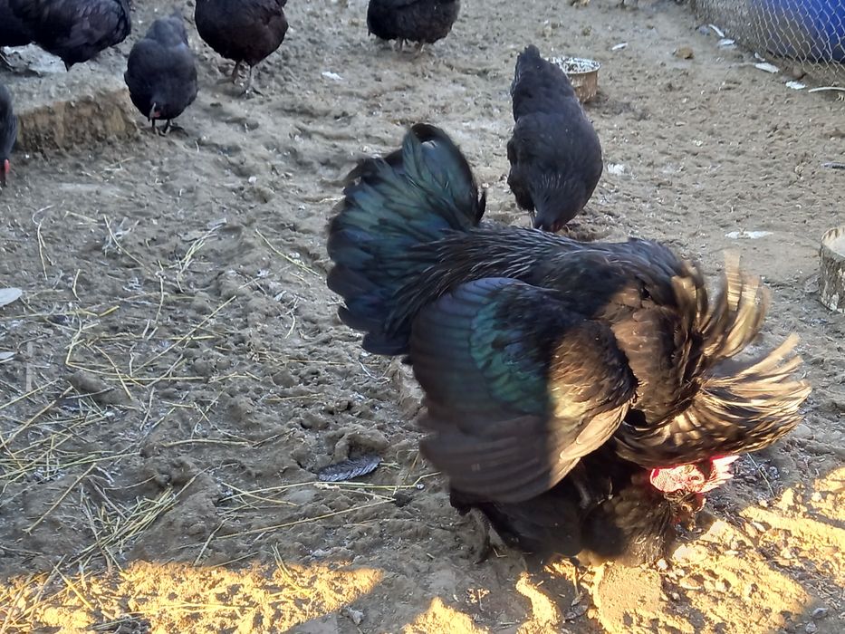 Ouă pentru incubat Australorp negru