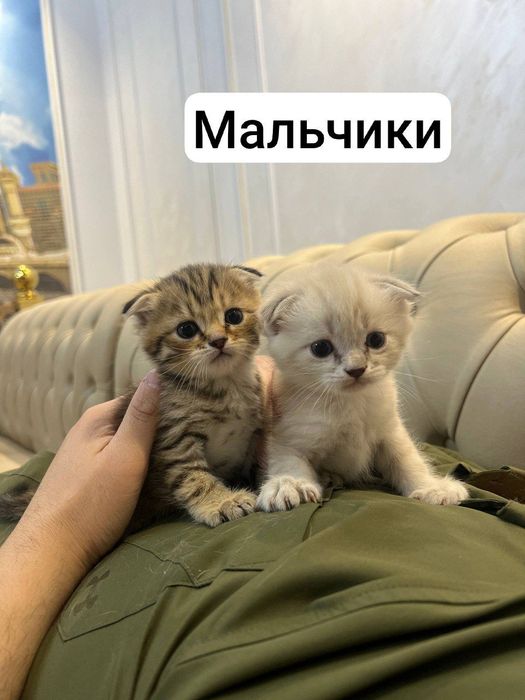 Продаются котята Scottish Fold и Straight