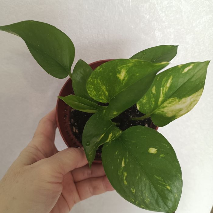 Комнатные растения