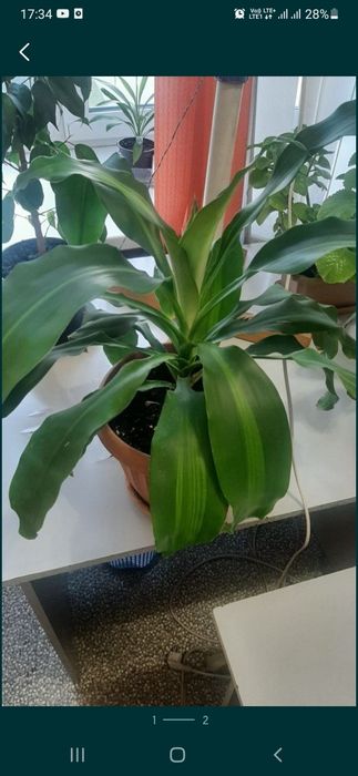 Комнатное растение распродажи