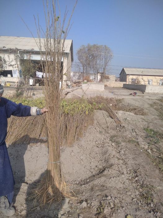 Tut kochat kelishtirilgan narx