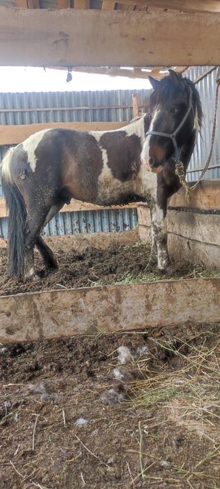 Жылқы ат лошадь!!!