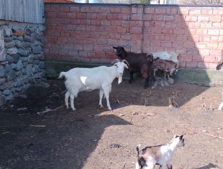 Vând capre carpatine fătaate și gestante