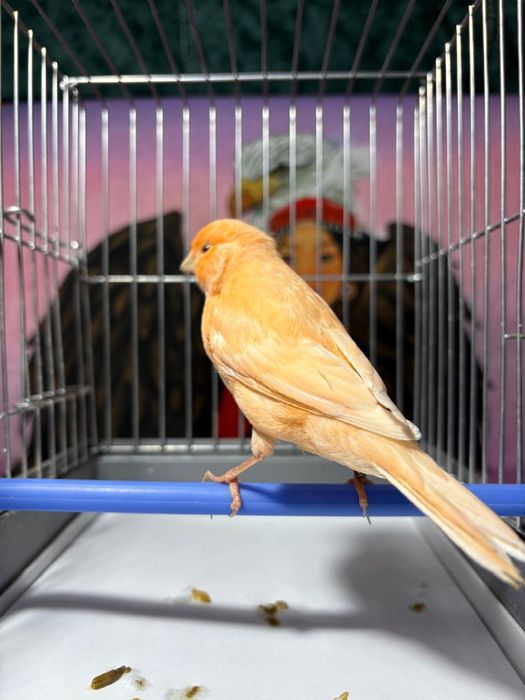 Продам канареек.