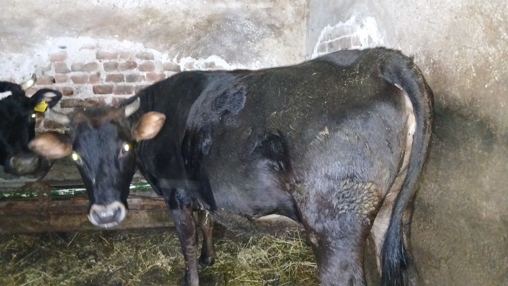 Продавам юница  много кротка