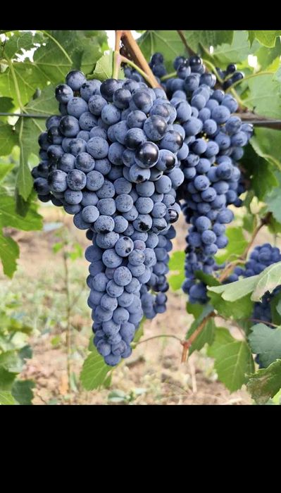 Struguri de vin livrăm în toată țara