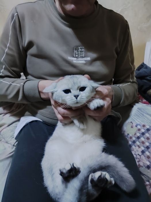 Серебристый шиншилла девочка