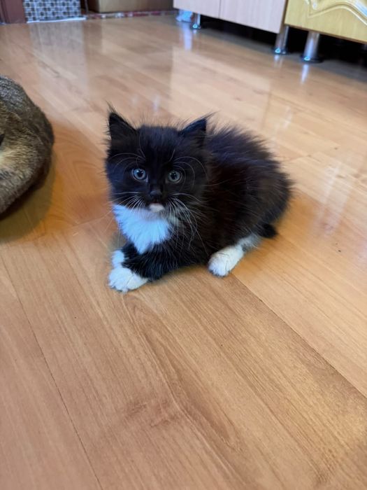 Котенок в добрые руки