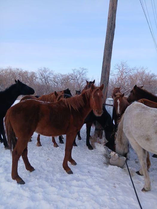 Жеребец - Весёлый