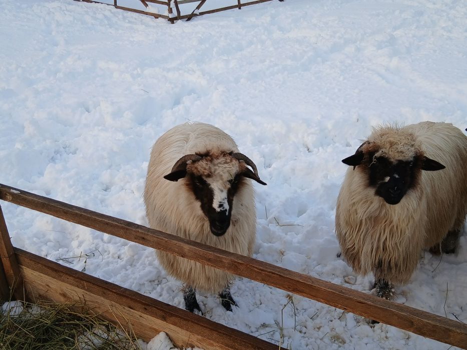 Vând două miele din primăvară.