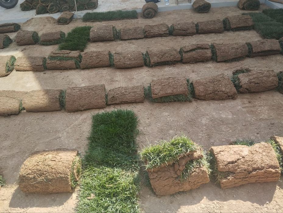 Газон екиш, арча кесиш, палиф хизмати, ландшафт , томорка ишлари