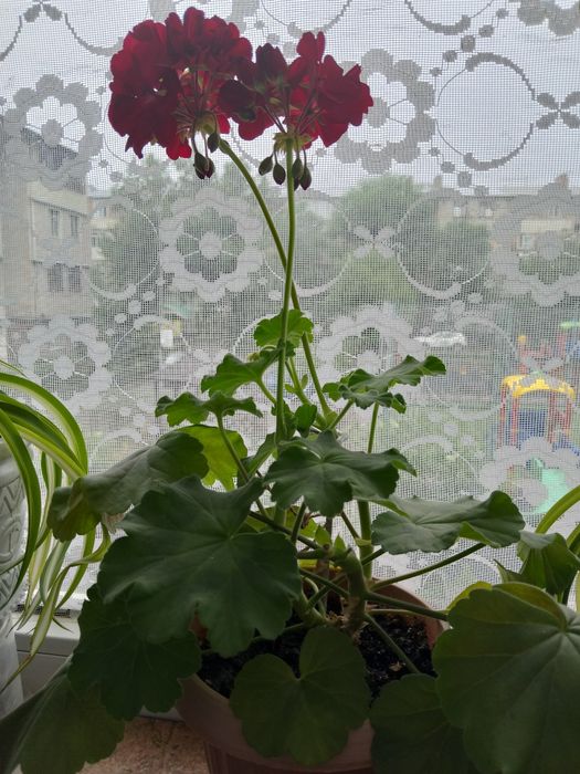 Пеларгония (герань)