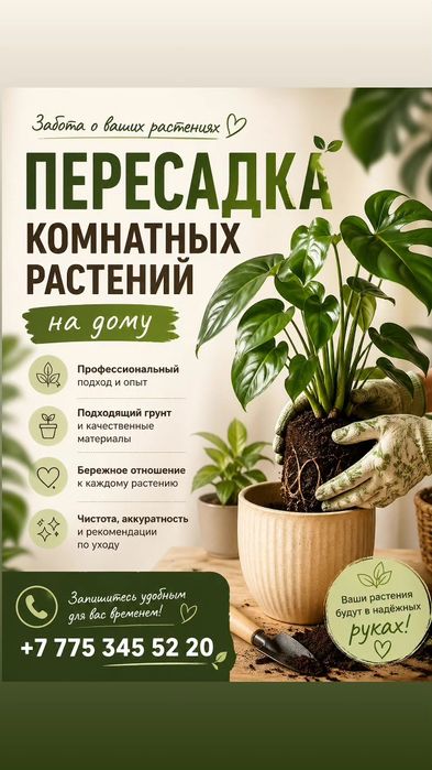 Отростки комнатных растений