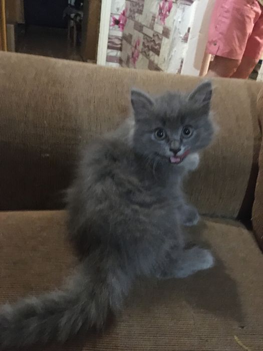 Котята в добрые и любящие руки.