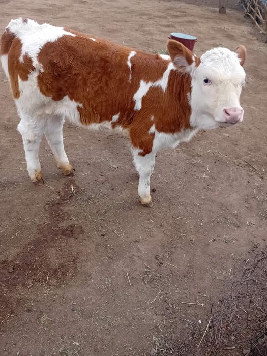 Vand 2 vitele si o juninca