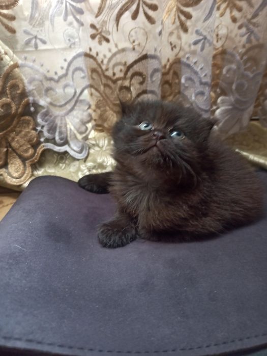котятки здоровые от правильной вязки
