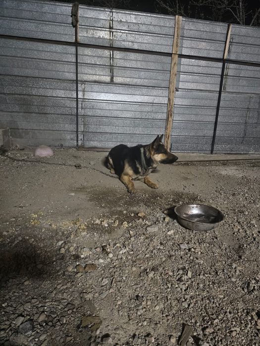 Продам немецкие овчарку