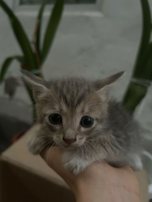 Отдам бесплатно котят