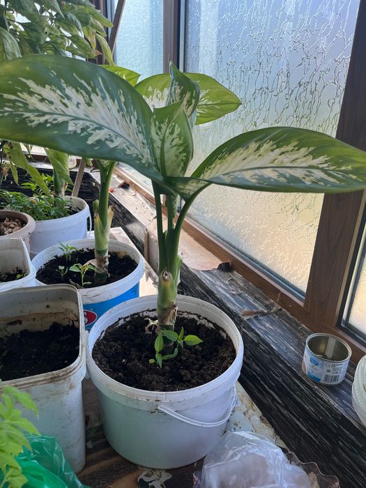 Дифенбахия - стайно цвете