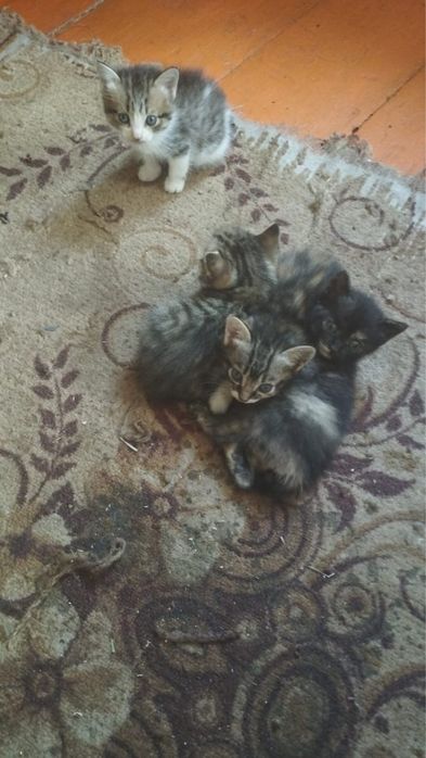 Отдадут котят , 2 девочки, 2 мальчика.
