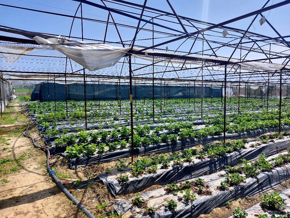 Каркасы для теплиц.