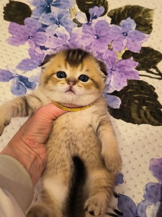 Котята от правильной вязки