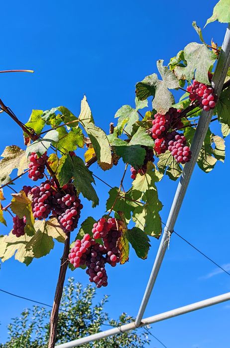 Struguri de vin dulci și zemoși