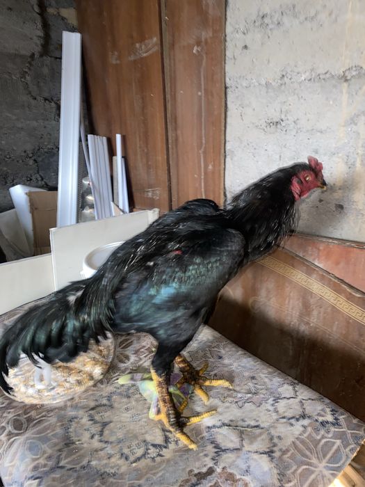 Петух дакан бойцовый