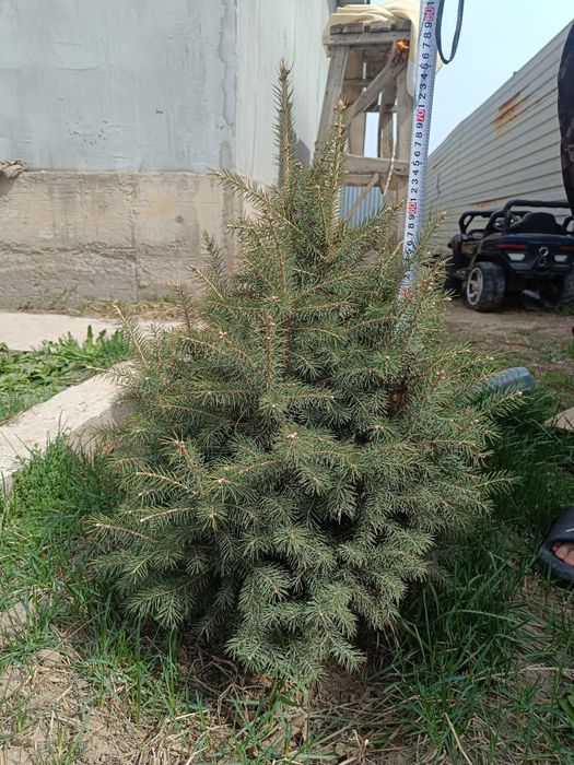 Елка высота 75-80 см