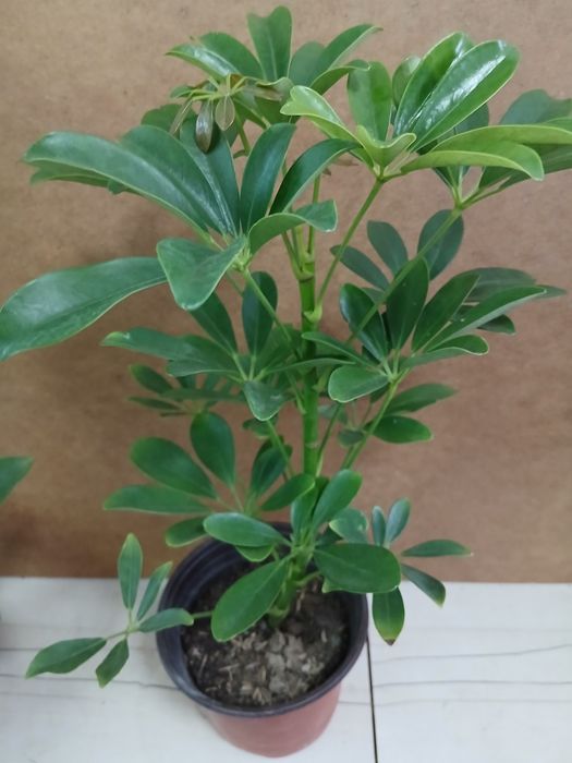 Шефлера высота 45-50см