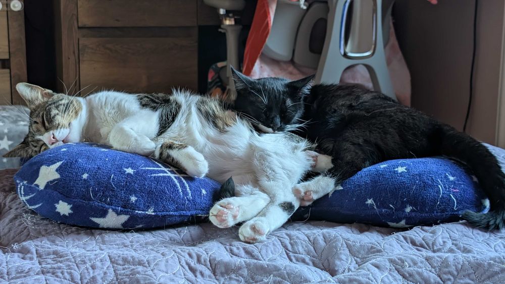 Pisicuta vaccinata si sterilizata pentru adoptie