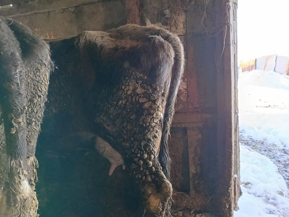 Продам дойную корову