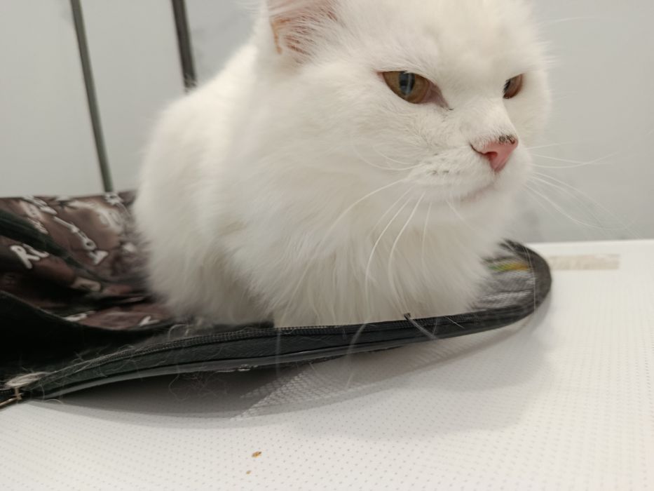 Отдам кота в добрые руки