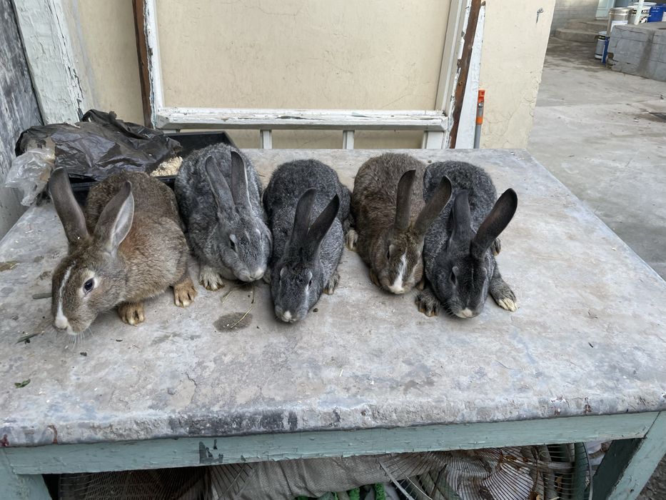 Quyon flandir bolalari sotiladi