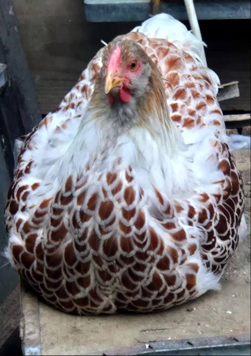 Продам Цыплят. Цены разные..