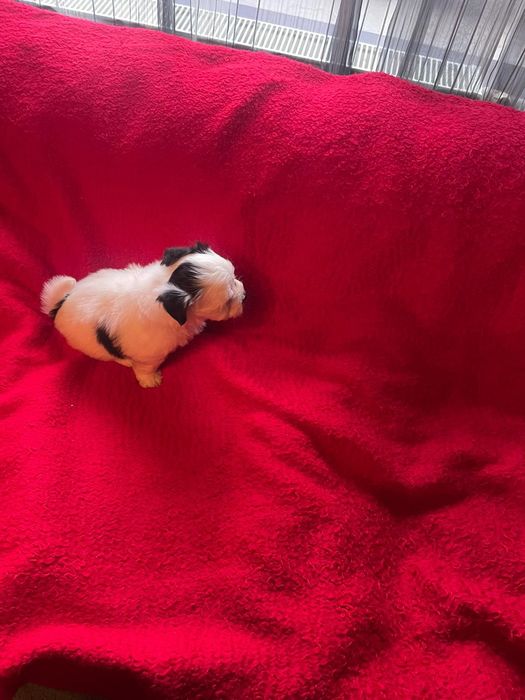 Bichon Havanez/Baiat Bison/Bishon