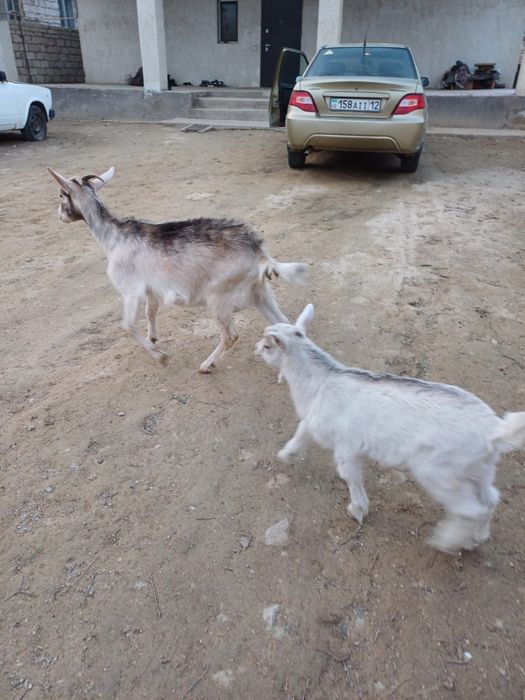 Лақты ешкі сатылады