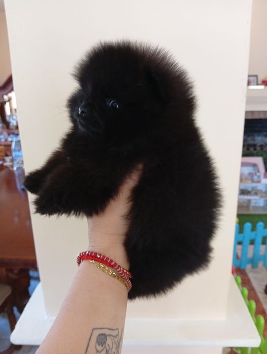 Pomeranian  superbi