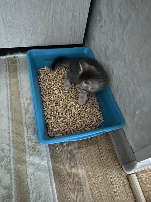 Отдам кошку в добрые руки