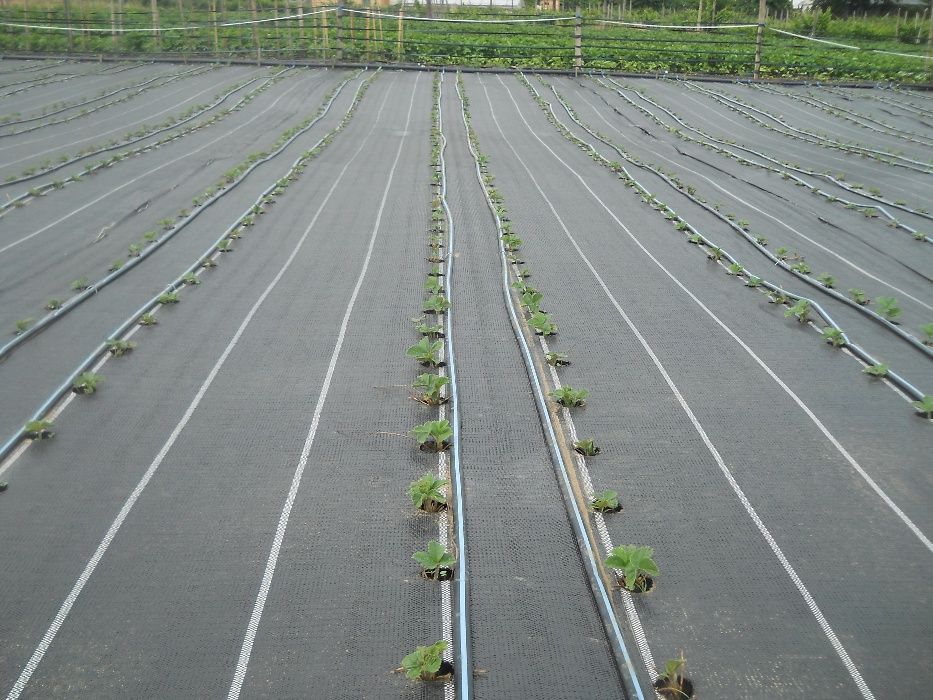 Vand stoloni capsuni ,remontante Albion, si unifere Darselect,