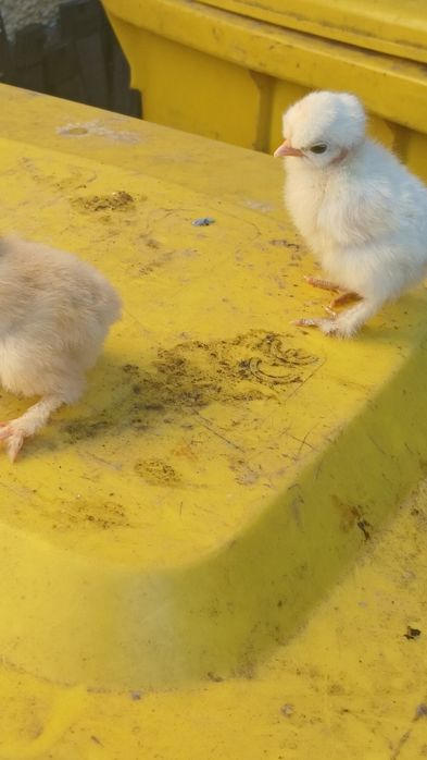 Puisori de gaina rasa mixta