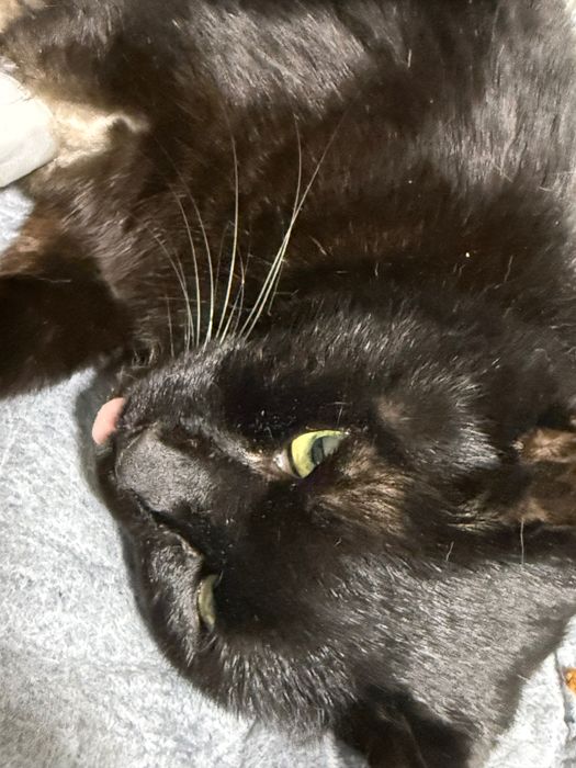 Отдадим кошку в добрые руки