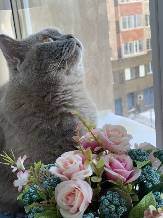 Отдам в хорошие руки