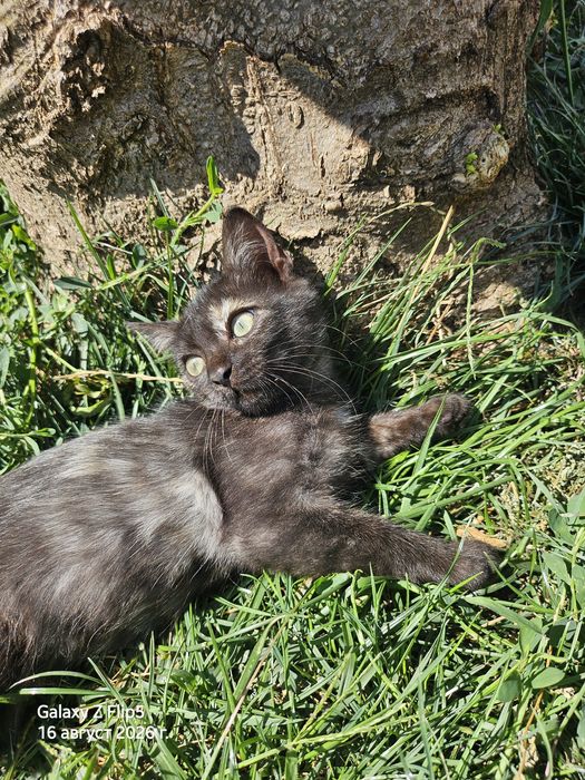 Котенце с три лапички