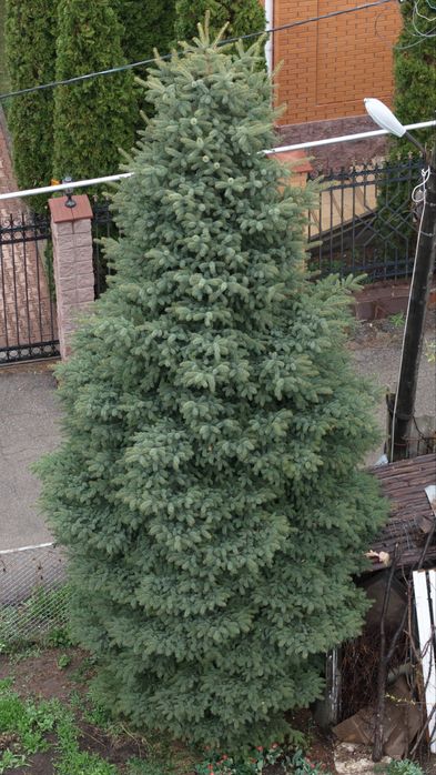 Продам крупномерную голубую ель