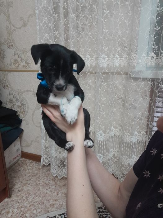 Дарю щенка, мальчик