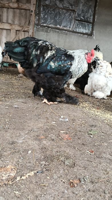 Петух Брама 10 месяцев