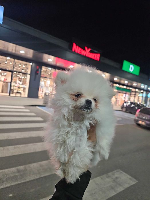 Мини померан мъжко