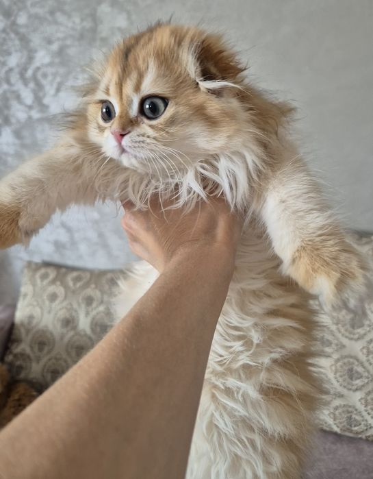 Золотая шиншилла